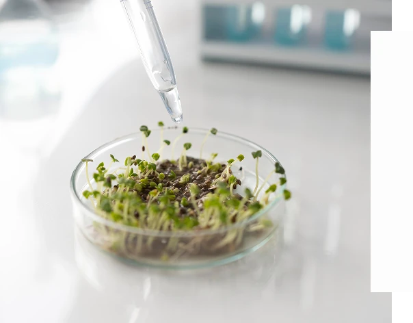 Ingredientes naturales en nuestra cosmética